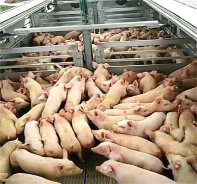 东风天龙畜禽运输车车型大全及冷藏车解析